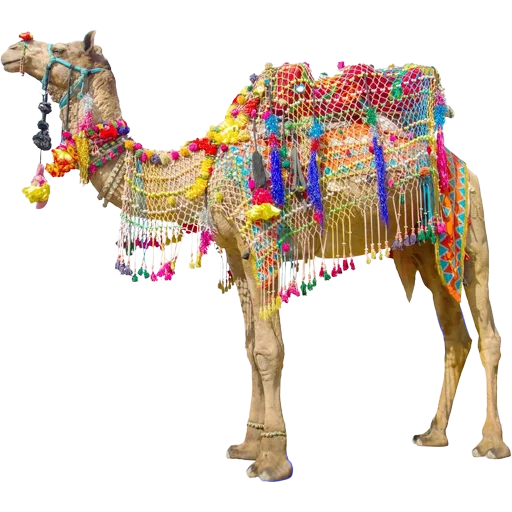 🐫 Стикер «Camels ਬੋਤੇ» для Telegram