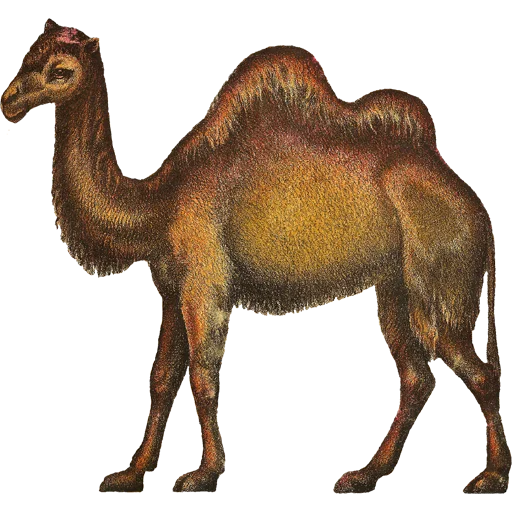 🐫 Стикер «Camels ਬੋਤੇ» для Telegram