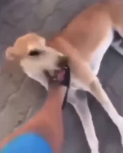 🐶 Стикер «Бенджамин Батóн» для Telegram