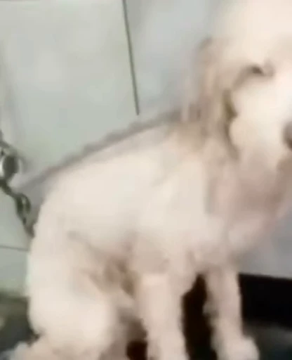 🐶 Стикер «Бенджамин Батóн» для Telegram