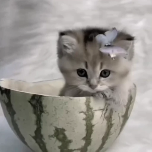 😻 Стикер «montequl» для Telegram