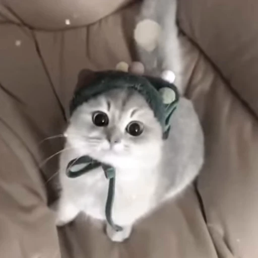 😍 Стикер «montequl» для Telegram