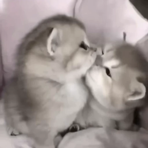 💋 Стикер «montequl» для Telegram