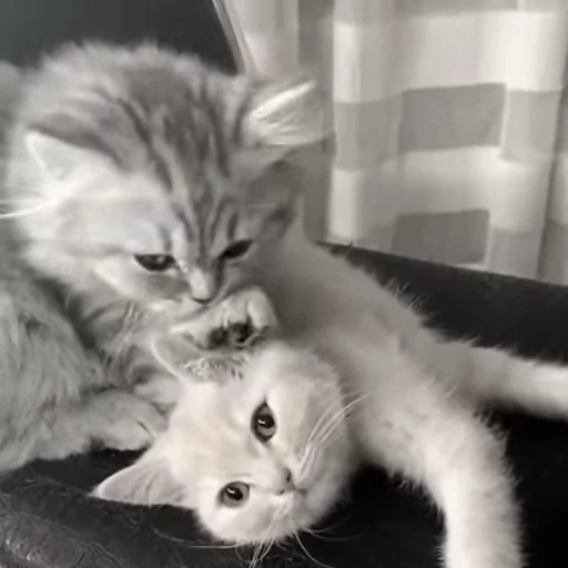 💗 Стикер «montequl» для Telegram