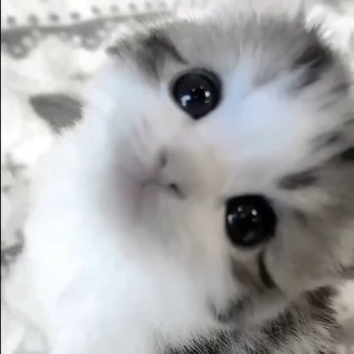 🥺 Стикер «montequl» для Telegram