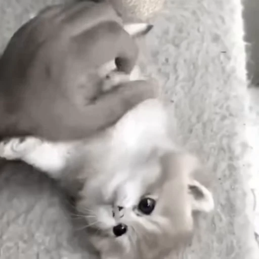 🐱 Стикер «montequl» для Telegram