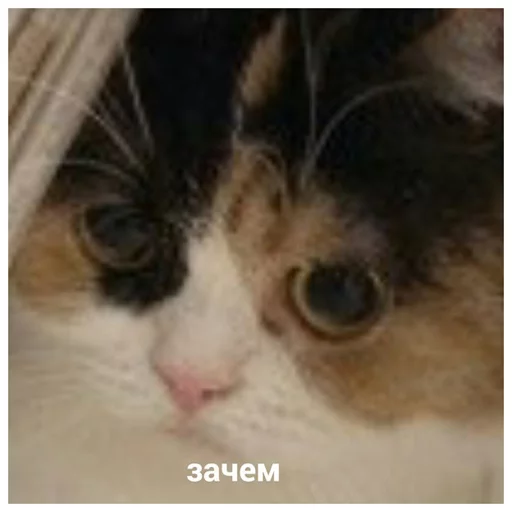 ❓ Стикер «DevRias» для Telegram