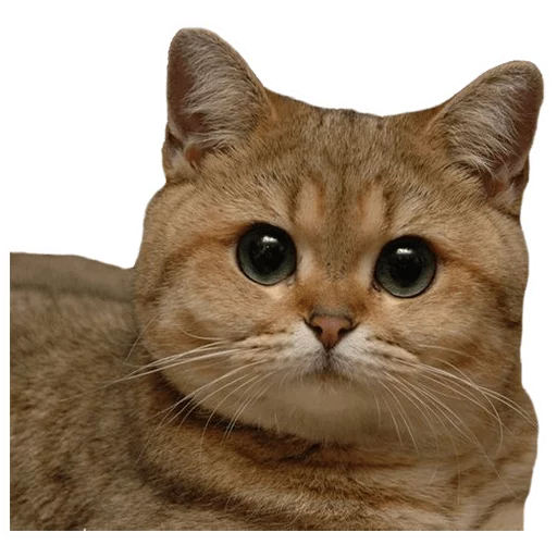 😕 Стикер «DevRias» для Telegram