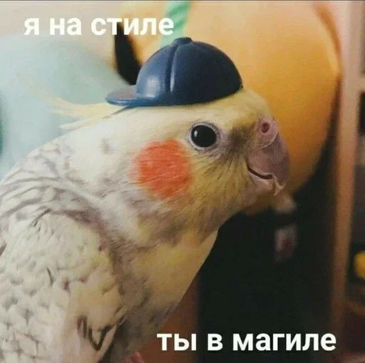 🦜 Стикер «Всратая жость» для Telegram
