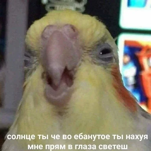 ☀️ Стикер «Всратая жость» для Telegram