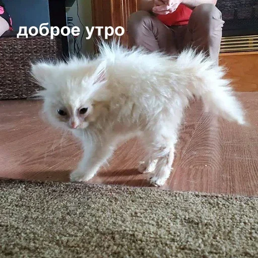 🌅 Стикер «Всратая жость» для Telegram