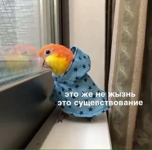 ☹️ Стикер «Всратая жость» для Telegram