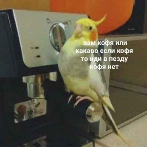 ☕️ Стикер «Всратая жость» для Telegram