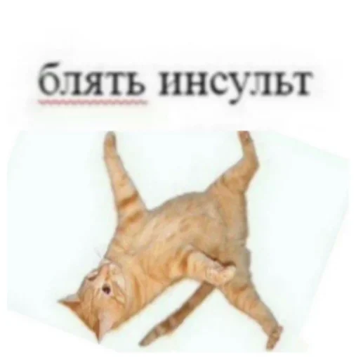 🙀 Стикер «Всратая жость» для Telegram