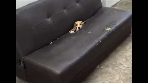 🫣 Стикер «doggies» для Telegram