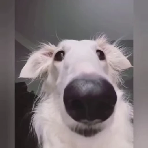 😐 Стикер «doggies» для Telegram