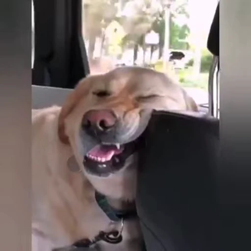 😄 Стикер «doggies» для Telegram