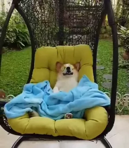 🧘 Стикер «doggies» для Telegram