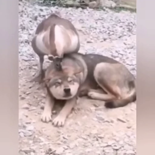 🦆 Стикер «doggies» для Telegram