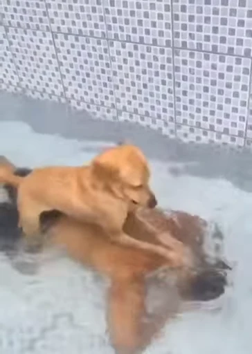 😈 Стикер «doggies» для Telegram