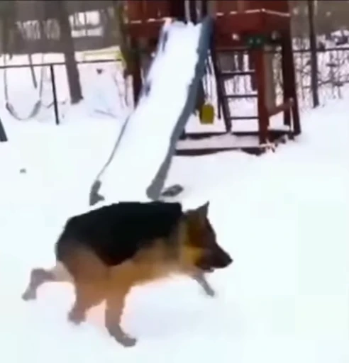 🤕 Стикер «doggies» для Telegram