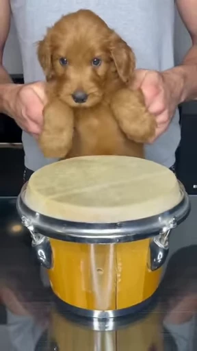 🥁 Стикер «doggies» для Telegram
