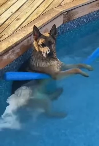 🛟 Стикер «doggies» для Telegram