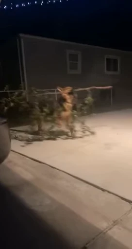 🌲 Стикер «doggies» для Telegram