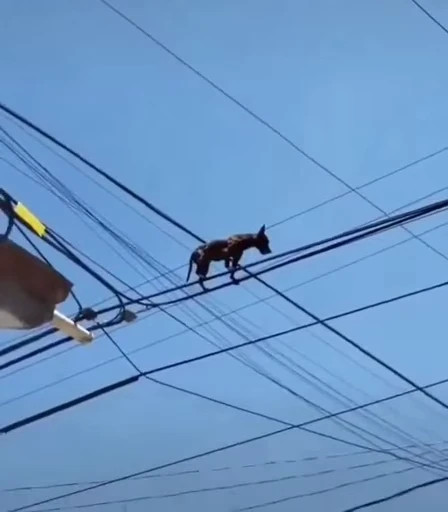 🤔 Стикер «doggies» для Telegram