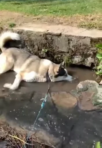 🐷 Стикер «doggies» для Telegram