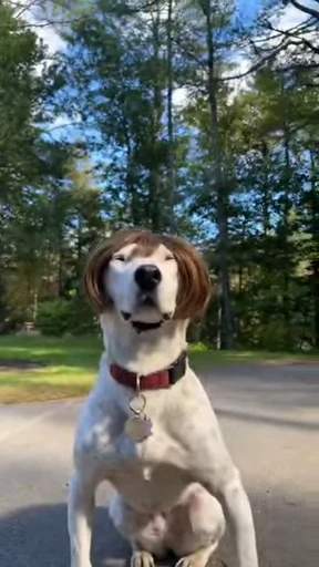 👩 Стикер «doggies» для Telegram