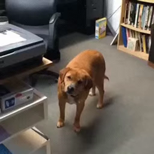 😒 Стикер «doggies» для Telegram