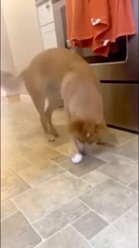 🥚 Стикер «doggies» для Telegram