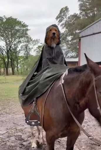 🐎 Стикер «doggies» для Telegram