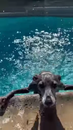 💧 Стикер «doggies» для Telegram