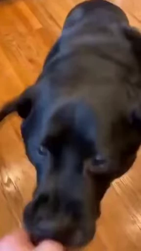 😬 Стикер «doggies» для Telegram