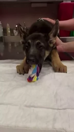 🤮 Стикер «doggies» для Telegram