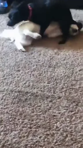 🥵 Стикер «doggies» для Telegram