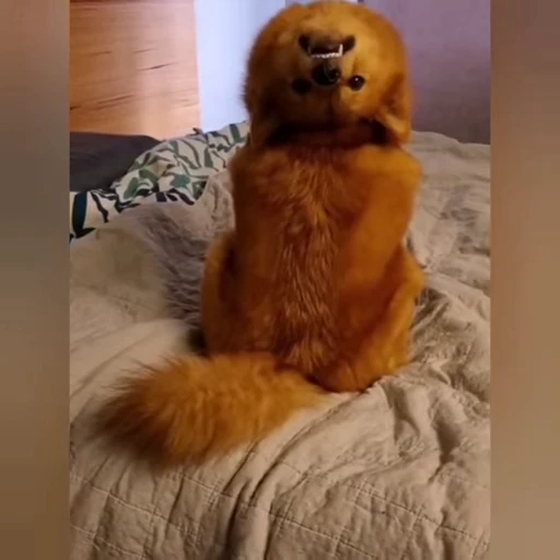 🙃 Стикер «doggies» для Telegram