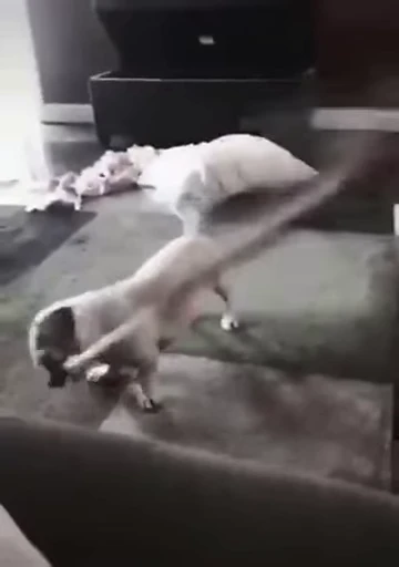 ⚰️ Стикер «doggies» для Telegram