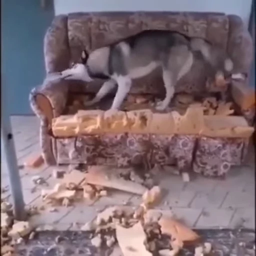 🛋 Стикер «doggies» для Telegram