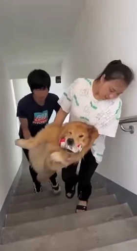 🤢 Стикер «doggies» для Telegram