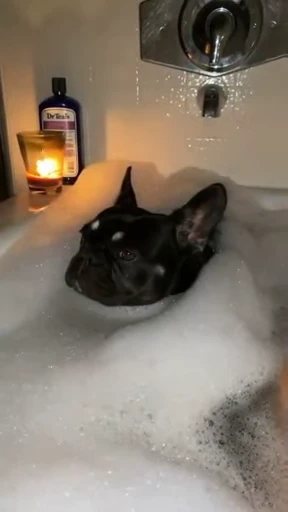 🥰 Стикер «doggies» для Telegram
