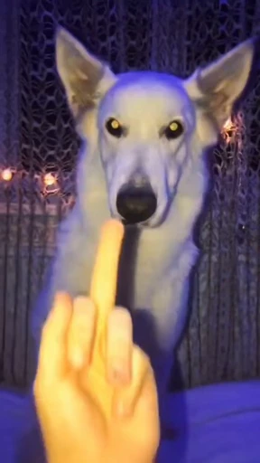 🖕 Стикер «doggies» для Telegram