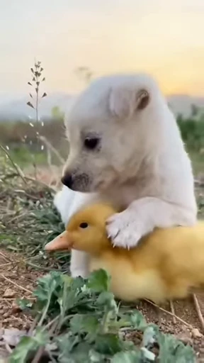 🐥 Стикер «doggies» для Telegram