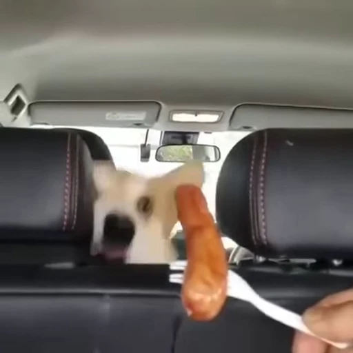 🌭 Стикер «doggies» для Telegram