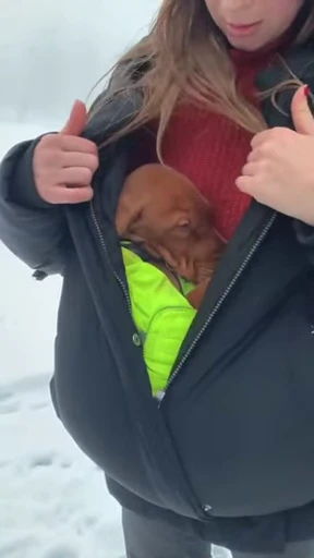 🤰 Стикер «doggies» для Telegram