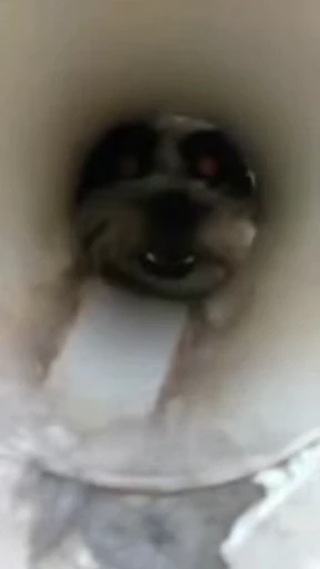 👿 Стикер «doggies» для Telegram