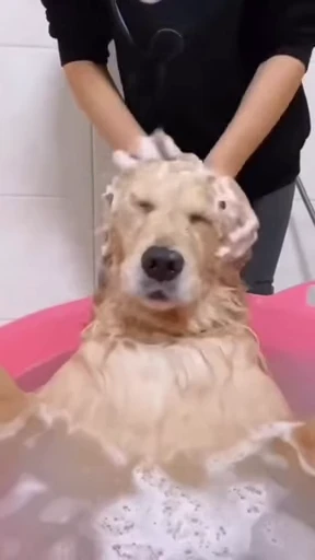 🛁 Стикер «doggies» для Telegram
