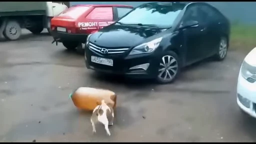 🛢 Стикер «doggies» для Telegram